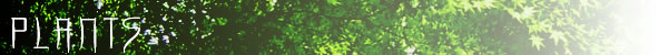 PLANTS